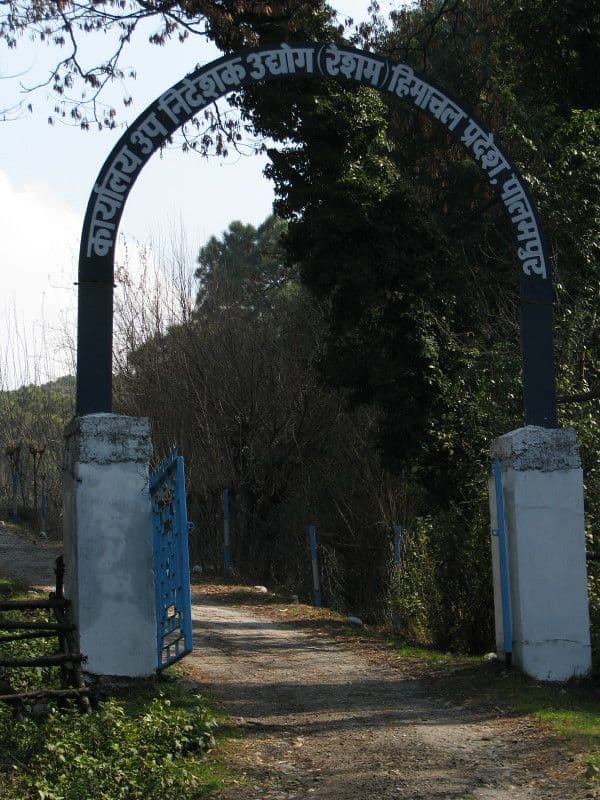 Palampur tea gardens