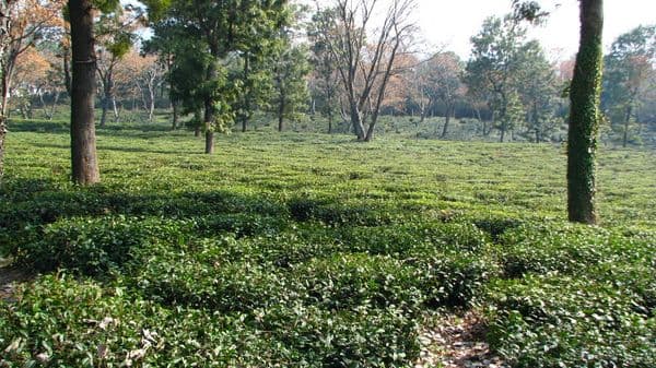 Palampur tea gardens