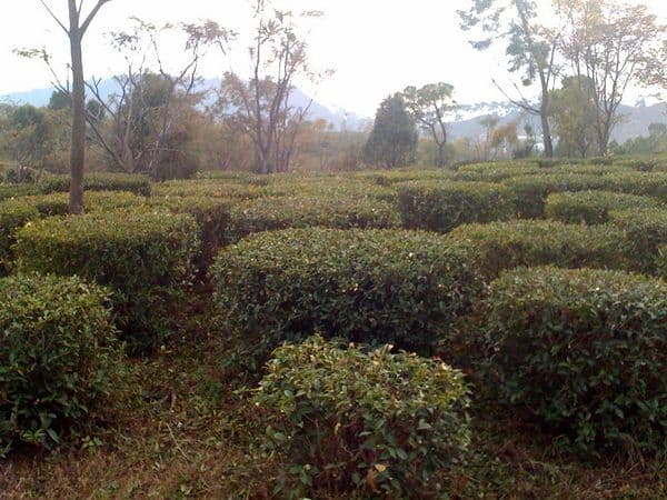 Palampur Tea Garden, HP India