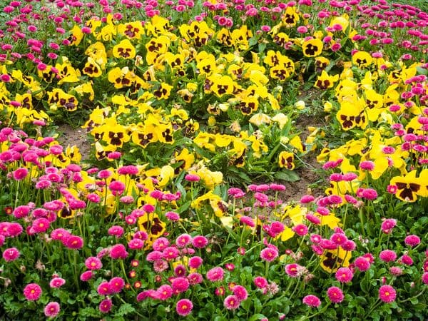 Flowers at Badamwari Garden