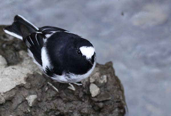 Dachigam National Park.(Magpie Bird)