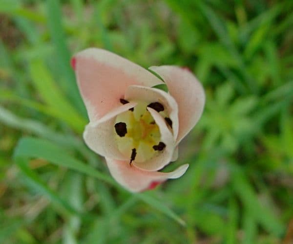 Tulipa stellata (Liliaceae) Dachigam National Park, 9 April
