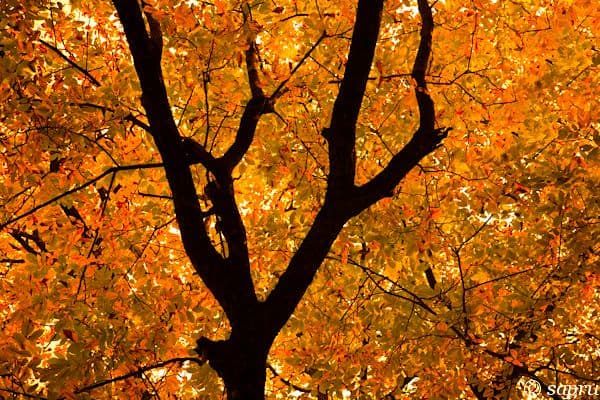 Harwan Garden ~ Kashmir