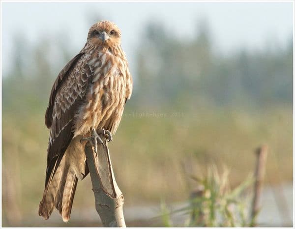 Black Kite