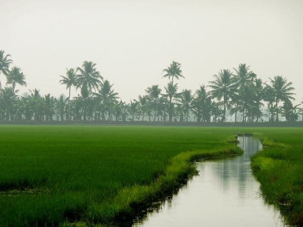 Kuttanad (Backwater Region) Photo 4
