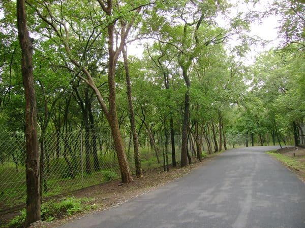 Marayoor Sandalwood Forest Photo 1