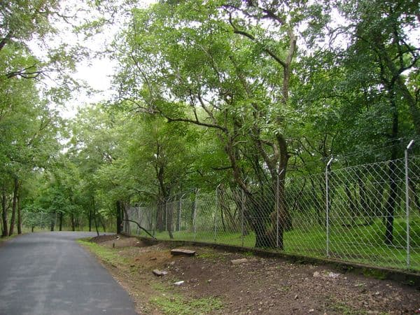 Marayoor Sandalwood Forest Photo 3