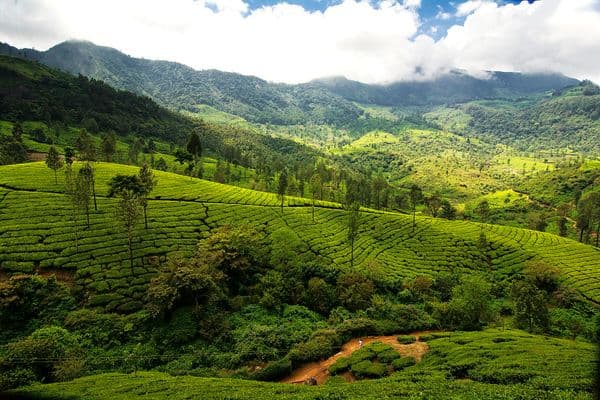 Munnar Photo 12