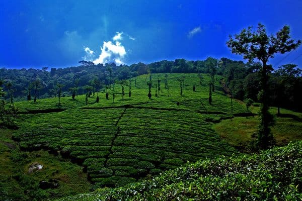 Nelliampathy Photo 1 Nelliampathy Photo 1