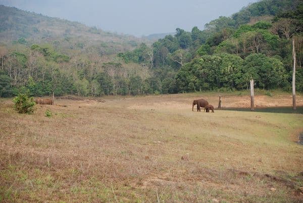 Periyar National Park Photo 1