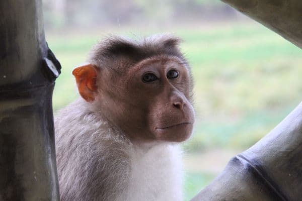 Periyar National Park Photo 2