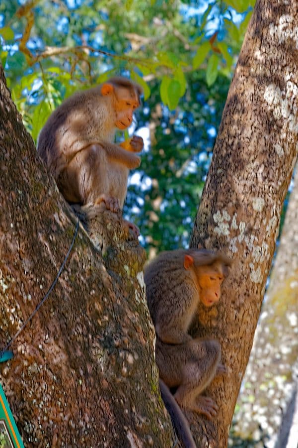 Periyar National Park Photo 5