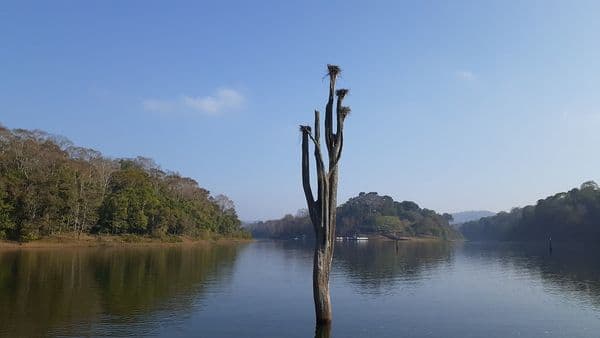 Thekkady Photo 4
