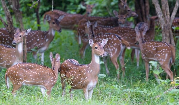 Wayanad Wildlife Sanctuary Photo 0