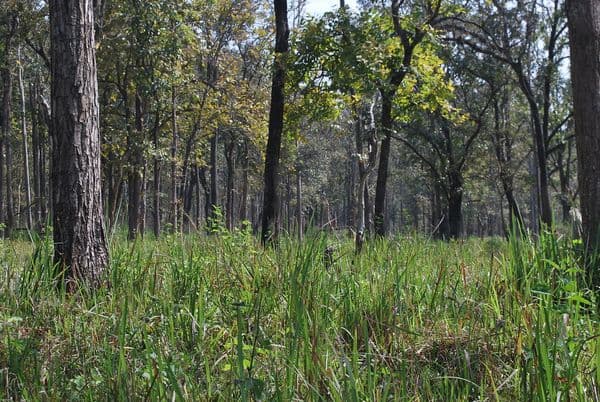 Wayanad Wildlife Sanctuary Photo 1