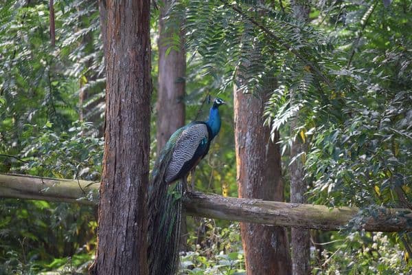 Wayanad Wildlife Sanctuary Photo 2