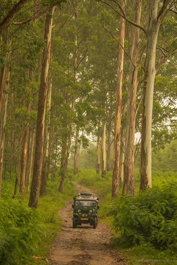 Wayanad Wildlife Sanctuary Photo 3