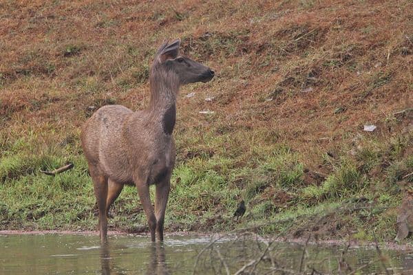 Wayanad Wildlife Sanctuary Photo 4