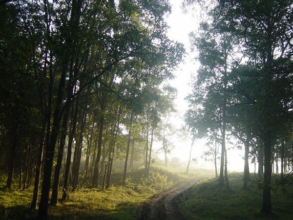 Wayanad Wildlife Sanctuary Photo 5