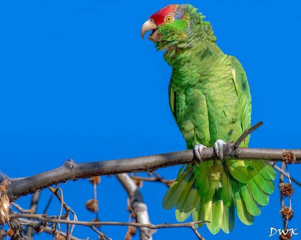 Askot Wildlife Sanctuary Photo 1