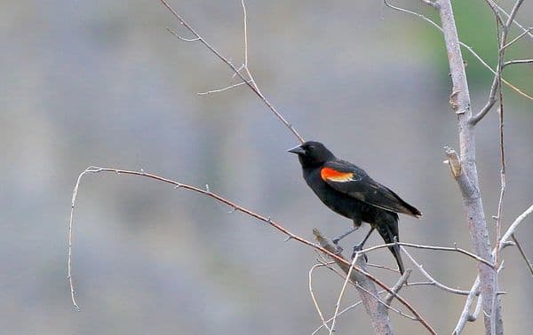 Askot Wildlife Sanctuary Photo 2