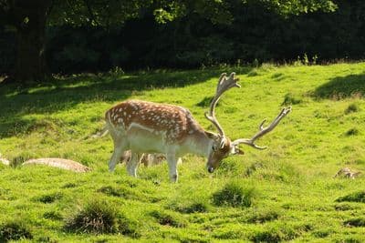Askot Wildlife Sanctuary