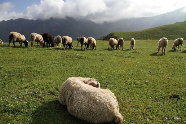Bedni Bugyal Photo 3