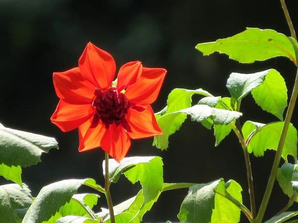 Benog Wildlife Sanctuary Photo 0