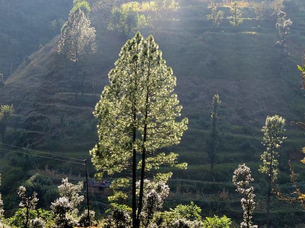 Benog Wildlife Sanctuary Photo 3