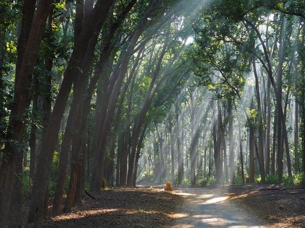 Jim Corbett National Park Photo 1