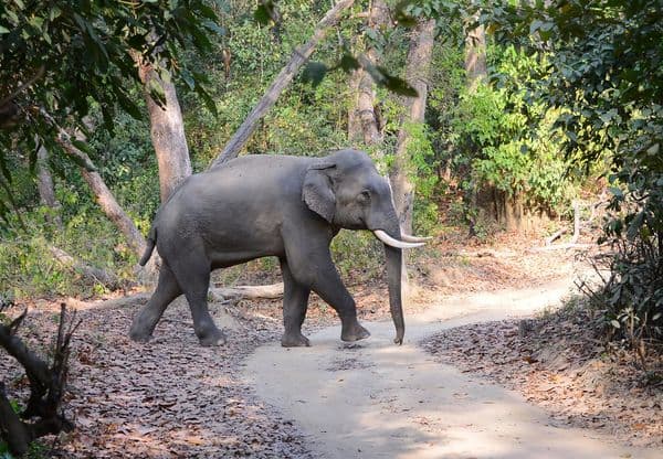 Jim Corbett National Park Photo 2