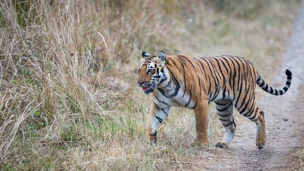 Jim Corbett National Park Photo 4