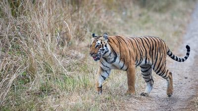 Jim Corbett National Park