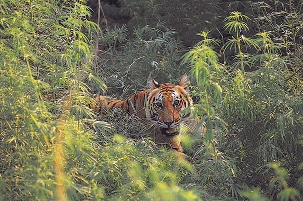 Jim Corbett National Park Photo 6