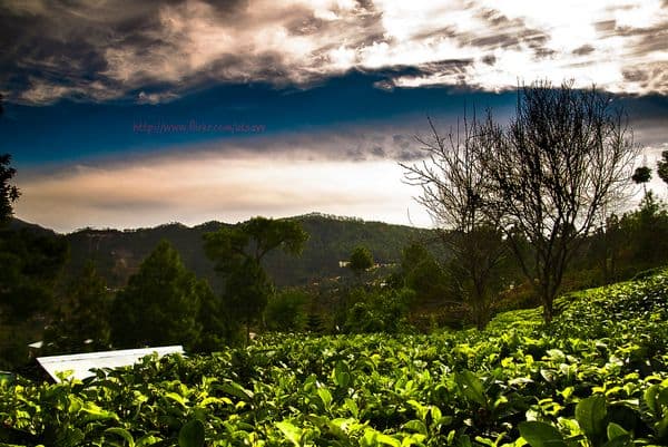 Kausani Tea Estate Photo 0