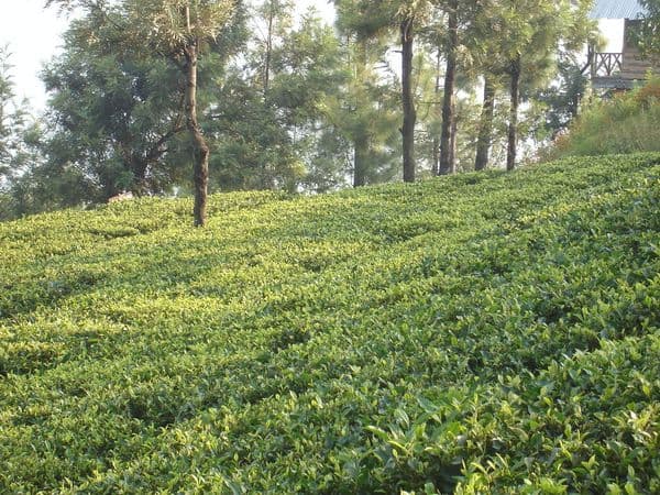 Kausani Tea Estate Photo 1