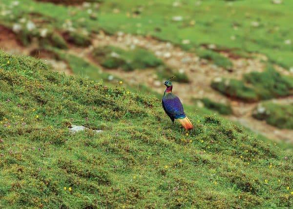 Kedarnath Wildlife Sanctuary Photo 1