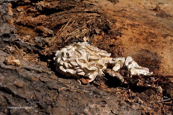 Nandhaur Wildlife Sanctuary Photo 0