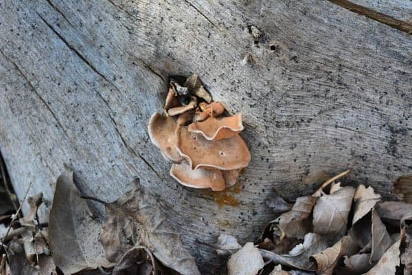 Nandhaur Wildlife Sanctuary Photo 1