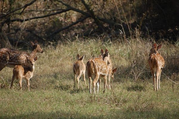 Rajaji National Park Photo 0