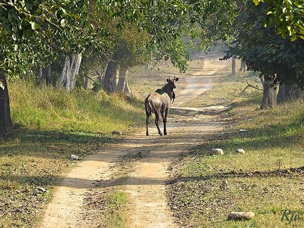 Rajaji National Park Photo 1