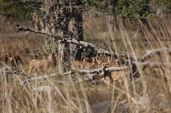 Rajaji National Park Photo 2