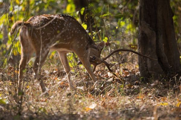 Rajaji National Park Photo 4