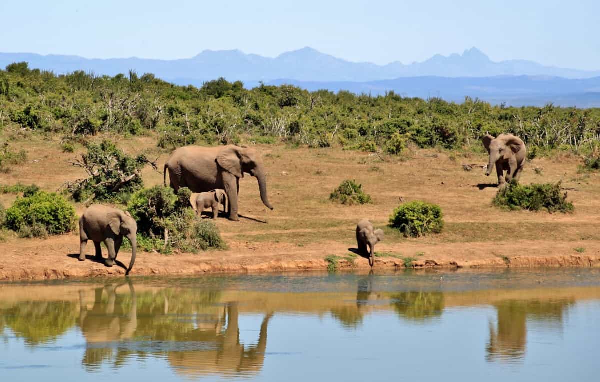 Wildlife Wildlife travel packages in India