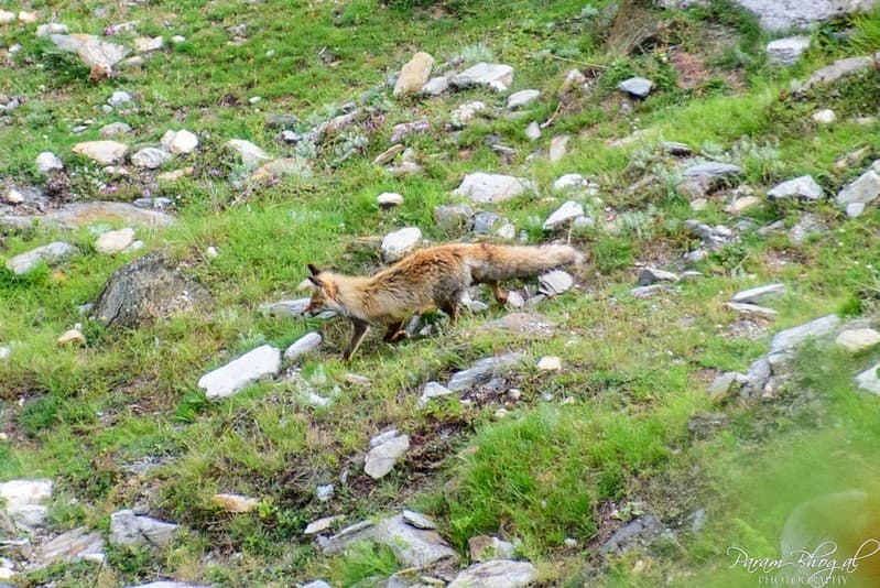 Best Wildlife Sanctuaries in Himachal Pradesh: A Complete Guide