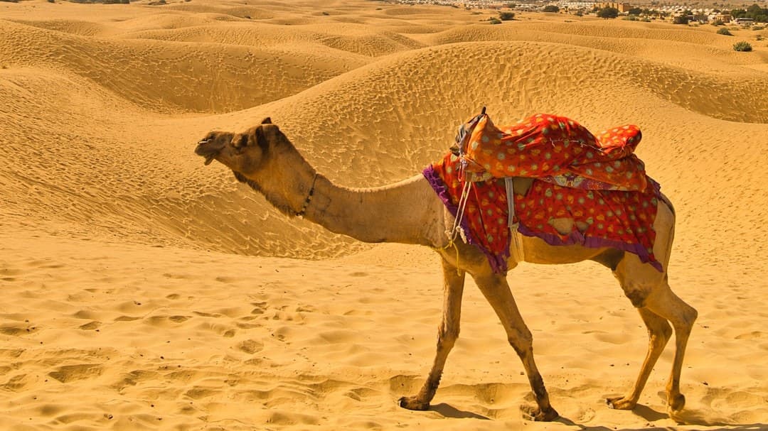 Experience Desert Life in Rajasthan: Complete Guide 2024