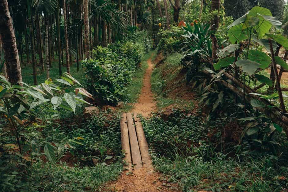 Kerala Spice Garden Tours – What to Expect & Best Gardens to Visit
