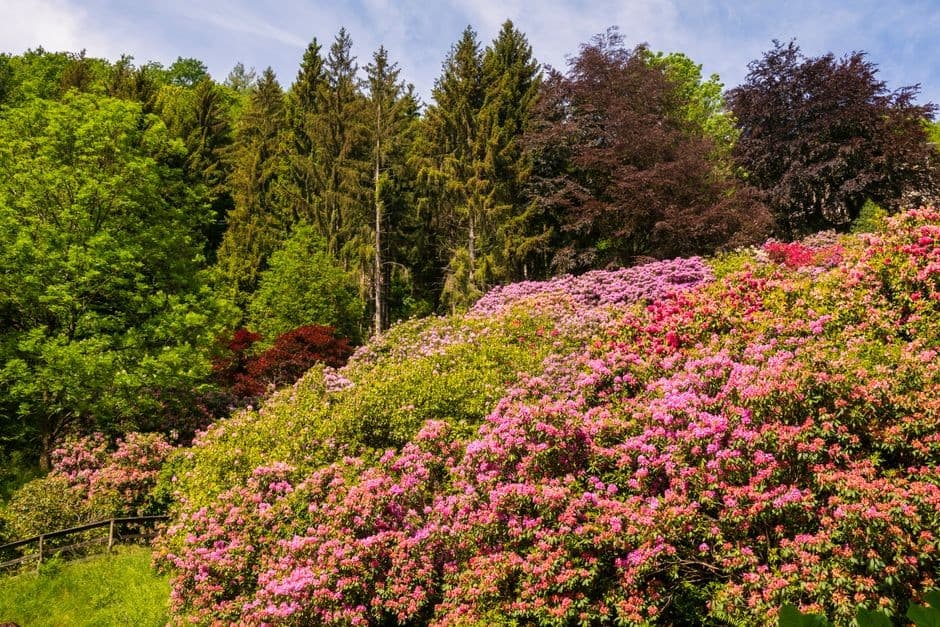 Rhododendron Season in Sikkim – When & Where to See the Blooms