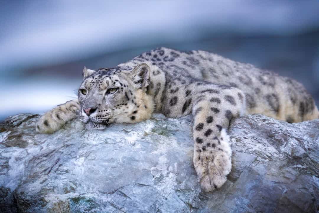 Snow Leopard Spotting in Kashmir: Best Locations, Season & Tips