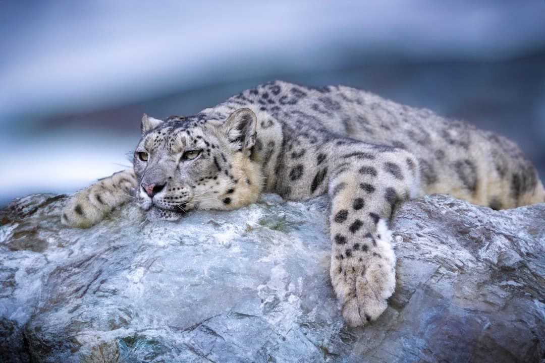 Snow Leopard Spotting in Kashmir: Best Locations, Season & Tips